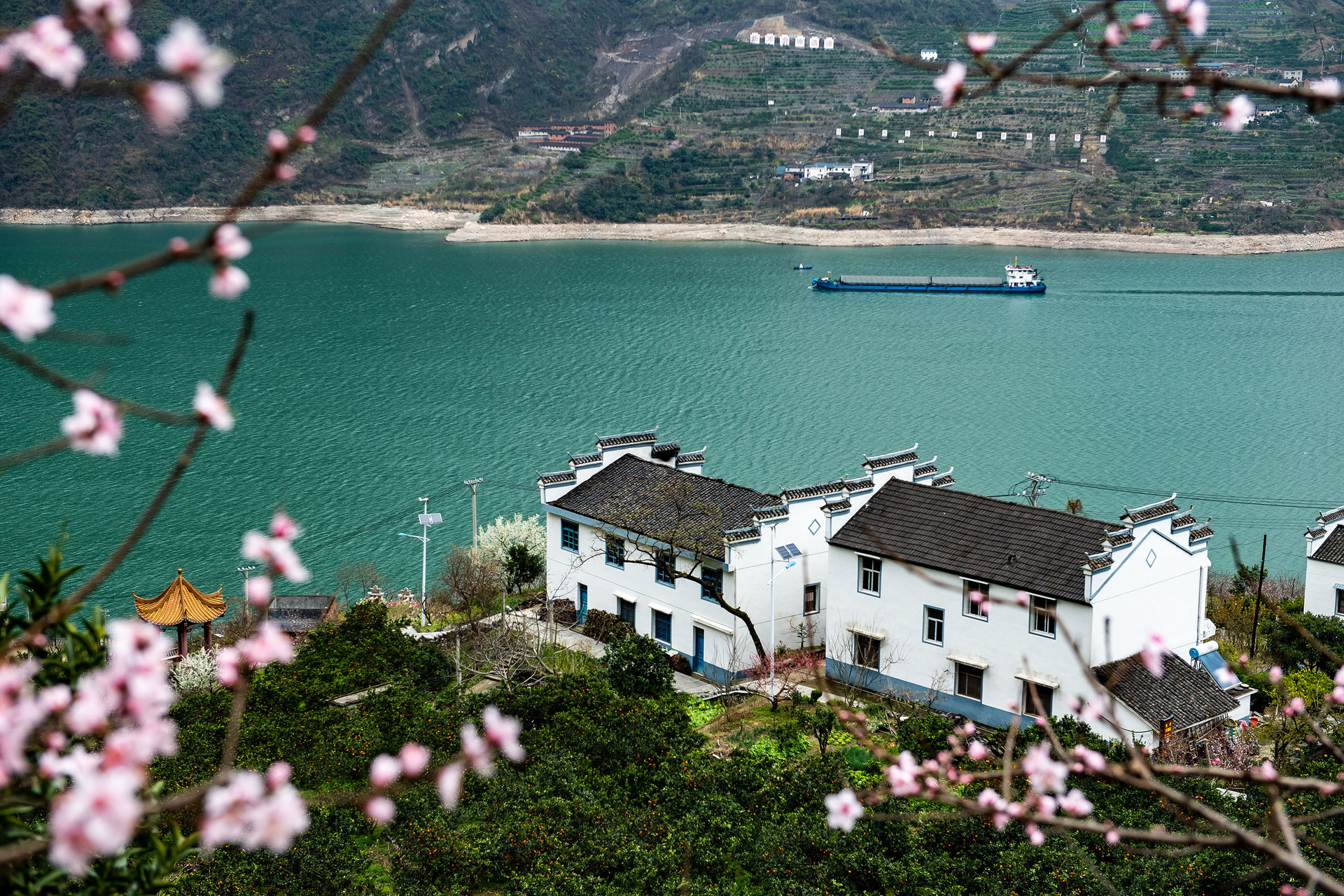 鮮花盛開的湖北省宜昌市秭歸縣屈原鎮(zhèn)西陵峽村臍橙園。 新華社發(fā).JPG